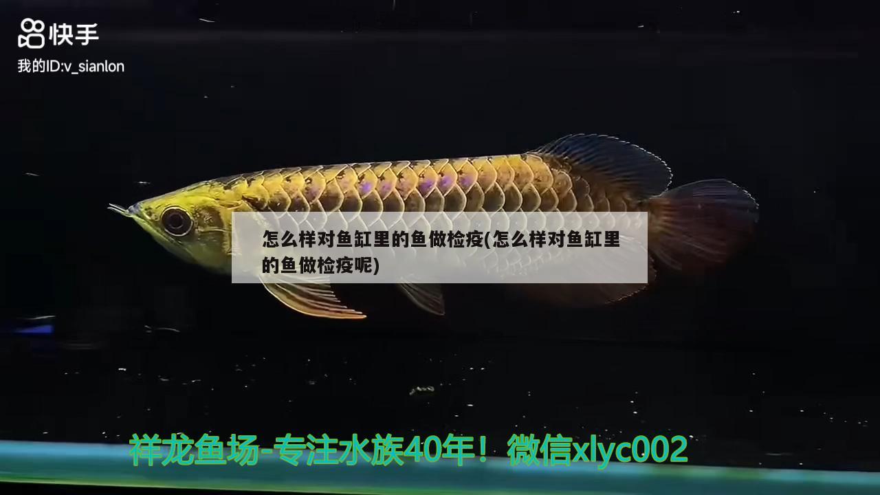 怎么樣對(duì)魚缸里的魚做檢疫(怎么樣對(duì)魚缸里的魚做檢疫呢) 祥龍龍魚魚糧