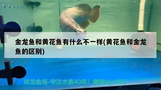 金龍魚和黃花魚有什么不一樣(黃花魚和金龍魚的區(qū)別) 藍底過背金龍魚