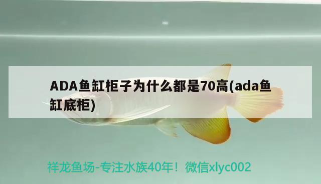 ADA魚缸柜子為什么都是70高(ada魚缸底柜) 觀賞蝦蟹等飼料