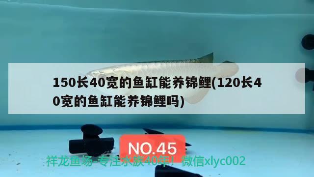 150長40寬的魚缸能養(yǎng)錦鯉(120長40寬的魚缸能養(yǎng)錦鯉嗎)