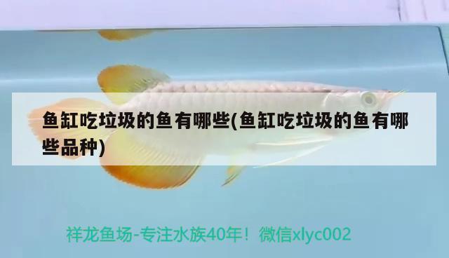 魚缸吃垃圾的魚有哪些(魚缸吃垃圾的魚有哪些品種) 元寶鯽