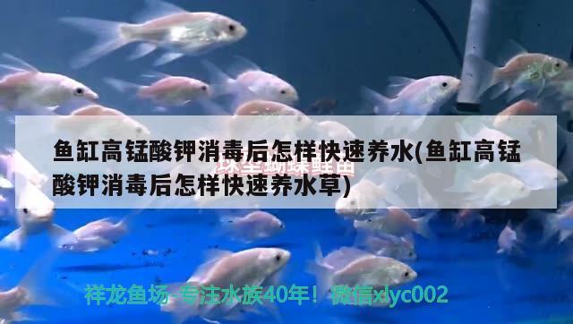 黃金貓魚怎么養(yǎng)殖的：大黃金貓 黃金貓魚 第1張