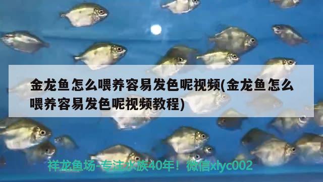 金龍魚怎么喂養(yǎng)容易發(fā)色呢視頻(金龍魚怎么喂養(yǎng)容易發(fā)色呢視頻教程)