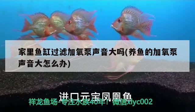 不用打理的魚缸有哪些（不需要打理的魚缸） 魚缸/水族箱 第2張