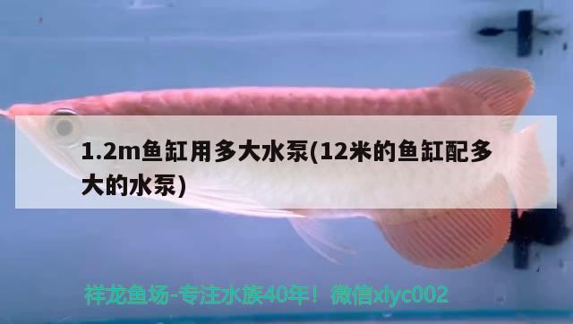 熱帶魚缸多少度(熱帶魚魚缸水溫多少度合適) 魚缸清潔用具 第2張