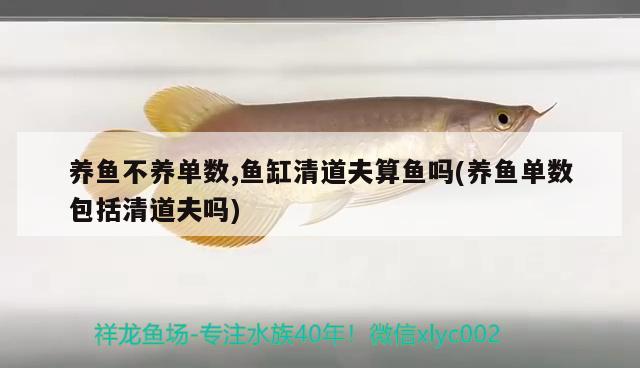 養(yǎng)魚不養(yǎng)單數(shù),魚缸清道夫算魚嗎(養(yǎng)魚單數(shù)包括清道夫嗎)