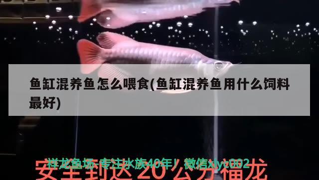 小型玻璃魚缸價格圖片大全：選擇適合家庭的小型玻璃魚缸，小型玻璃魚缸價格及圖片大全