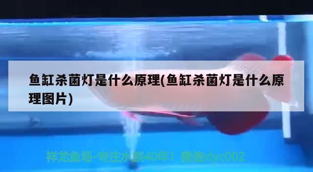 小型玻璃魚缸價格圖片大全：選擇適合家庭的小型玻璃魚缸，小型玻璃魚缸價格及圖片大全 速倍妥魚糧魚藥 第1張