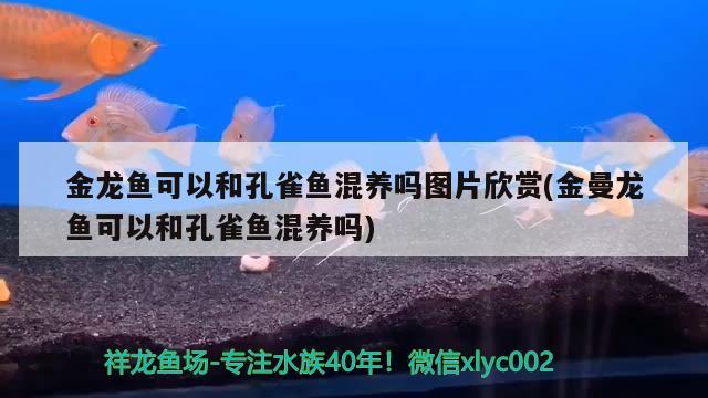 喀什哪里有賣魚缸的市場地址啊圖片 喀什哪里有賣魚缸的市場地址啊圖片視頻 溫控設(shè)備