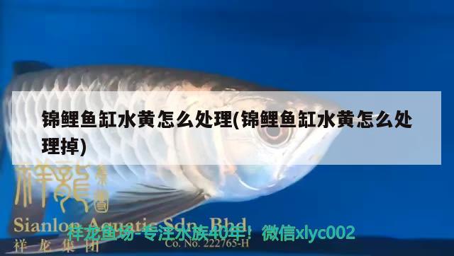 六角龍魚身上爛了能自愈嗎用什么藥(六角龍魚腐爛用什么藥) 祥龍藍珀金龍魚