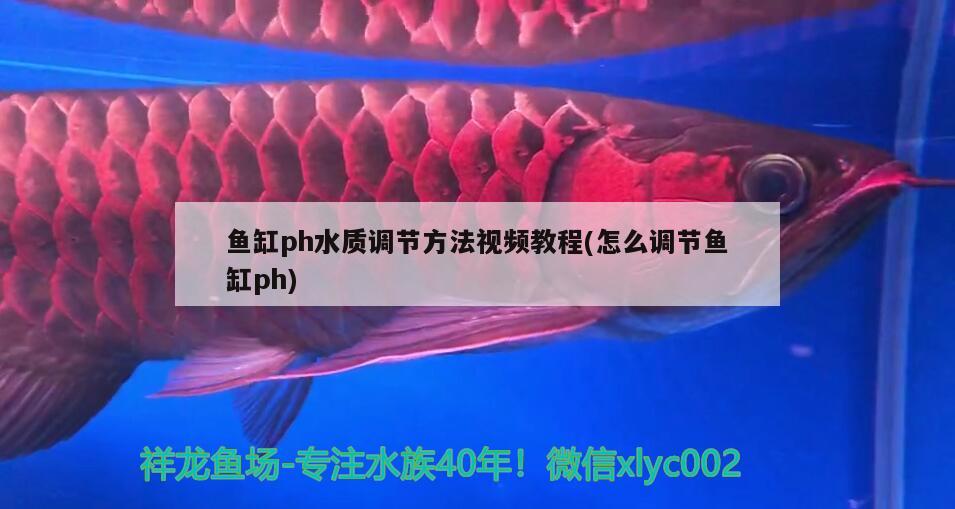 魚(yú)缸ph水質(zhì)調(diào)節(jié)方法視頻教程(怎么調(diào)節(jié)魚(yú)缸ph) 水族維護(hù)服務(wù)（上門）