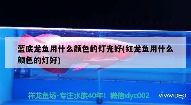 十堰水族館打不了比賽那就做大眾情人 朱巴利魚 第2張