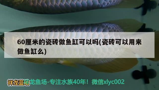 60厘米的瓷磚做魚缸可以嗎(瓷磚可以用來做魚缸么) 銀龍魚苗