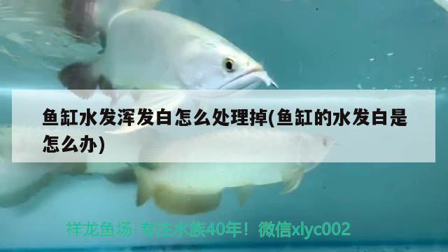 魚缸水發(fā)渾發(fā)白怎么處理掉(魚缸的水發(fā)白是怎么辦) 巴卡雷龍魚