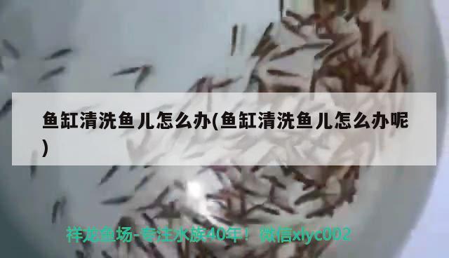 南美魚缸開燈多久合適?。厦栏组_燈時間） 網(wǎng)上購買觀賞魚 第2張