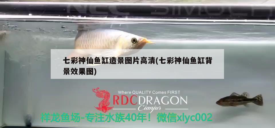 七彩神仙魚缸造景圖片高清(七彩神仙魚缸背景效果圖) 七彩神仙魚