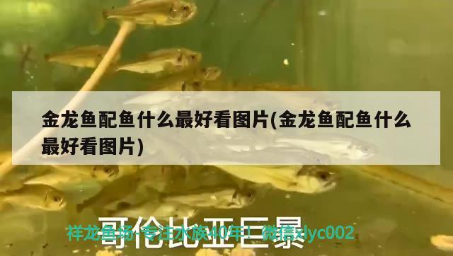 白條魚(yú)苗（白條魚(yú)苗多久長(zhǎng)大）