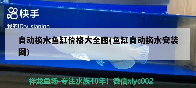 加了兩條小豆丁又要更加勤快洗濾棉了入缸第二天暫時搶東西吃欲望還差一點小五色比較積極點 黑云魚 第3張