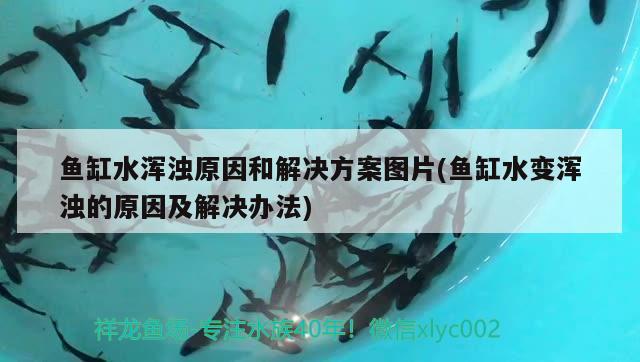 魚缸水渾濁原因和解決方案圖片(魚缸水變渾濁的原因及解決辦法)