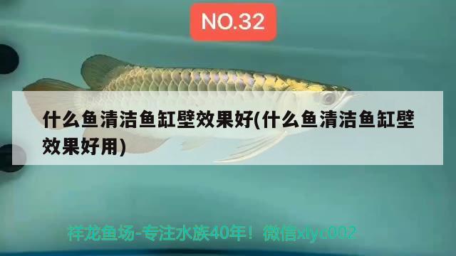 什么魚清潔魚缸壁效果好(什么魚清潔魚缸壁效果好用) 黑影道人魚