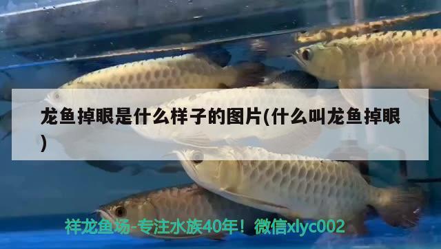 龍魚掉眼是什么樣子的圖片(什么叫龍魚掉眼) 養(yǎng)魚知識