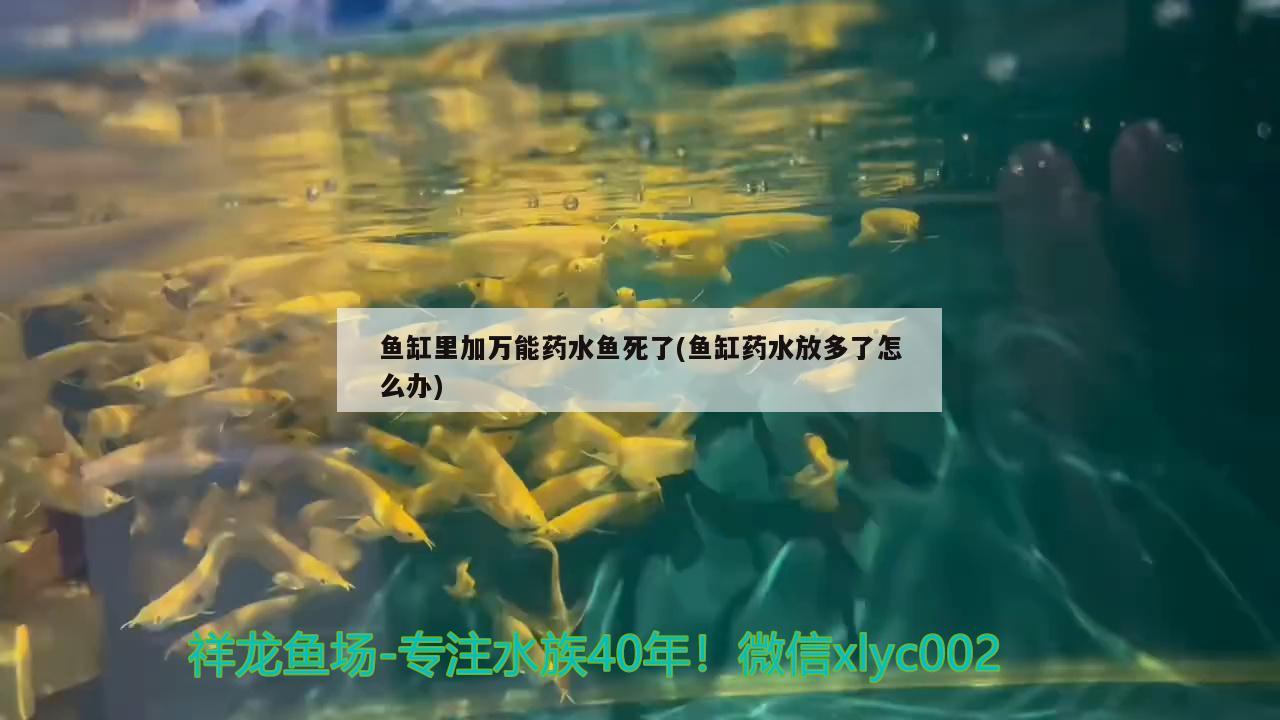 魚缸里加萬(wàn)能藥水魚死了(魚缸藥水放多了怎么辦)