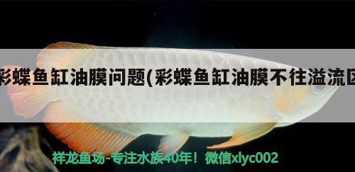 固原觀賞魚市場(chǎng)求大神幫忙給看看是什么問題 觀賞魚市場(chǎng)（混養(yǎng)魚） 第3張