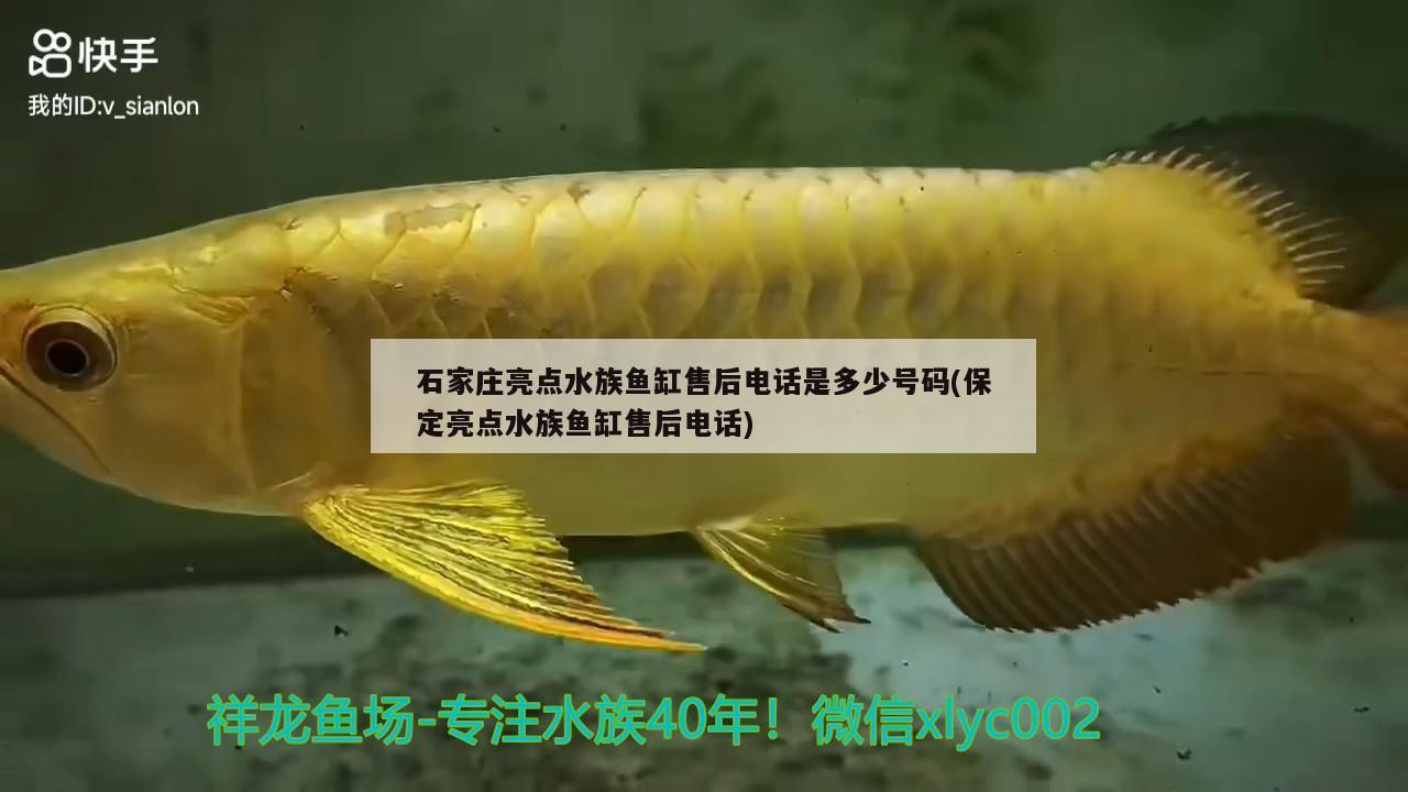 石家莊亮點(diǎn)水族魚缸售后電話是多少號(hào)碼(保定亮點(diǎn)水族魚缸售后電話)