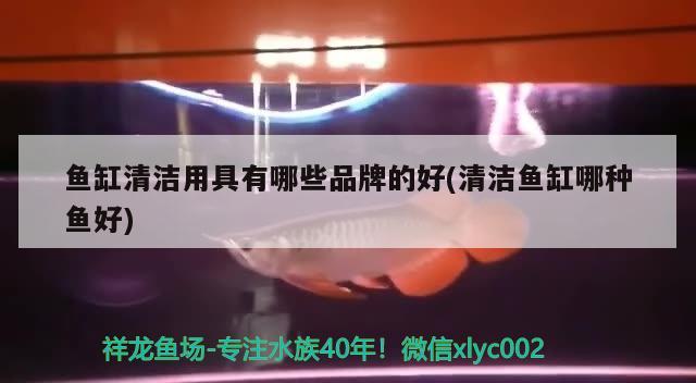 魚缸清潔用具有哪些品牌的好(清潔魚缸哪種魚好) 三色錦鯉魚