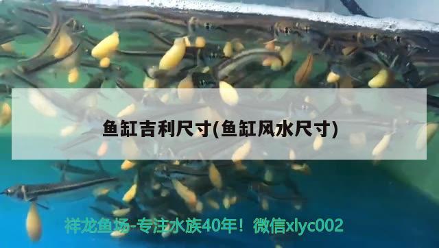 魚缸吉利尺寸(魚缸風(fēng)水尺寸) 魚缸風(fēng)水