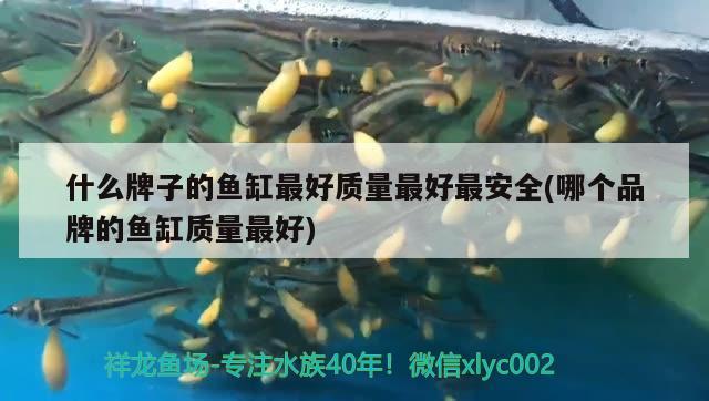 什么牌子的魚(yú)缸最好質(zhì)量最好最安全(哪個(gè)品牌的魚(yú)缸質(zhì)量最好) 印尼三紋虎