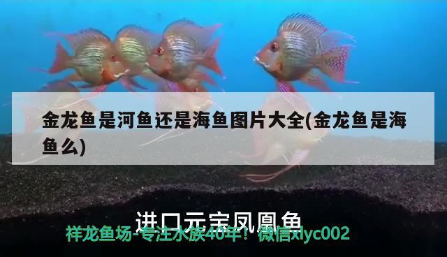 金龍魚是河魚還是海魚圖片大全(金龍魚是海魚么) 細線銀板魚苗