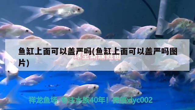 紅龍魚(yú)機(jī)游戲(魚(yú)魚(yú)機(jī)游戲) 女王大帆魚(yú)苗 第1張