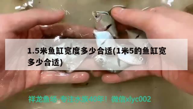 剛到的雷龍魚趴缸怎么回事(雷龍魚趴缸底是什么病因) 銀古魚苗 第3張