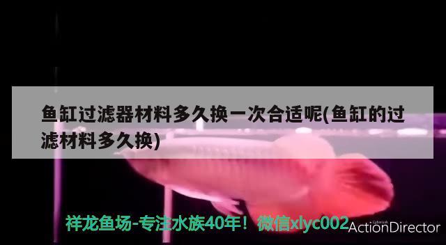 魚缸過濾器材料多久換一次合適呢(魚缸的過濾材料多久換) 稀有金龍魚