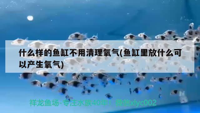 什么樣的魚缸不用清理氧氣(魚缸里放什么可以產(chǎn)生氧氣) 南美異型魚