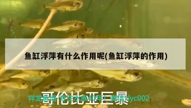 魚缸浮萍有什么作用呢(魚缸浮萍的作用) 新加坡號半紅龍魚（練手級紅龍魚）