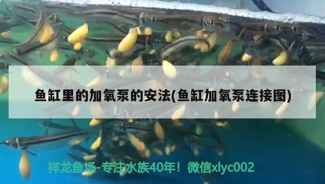 魚缸里的加氧泵的安法(魚缸加氧泵連接圖) 廣州祥龍國際水族貿(mào)易