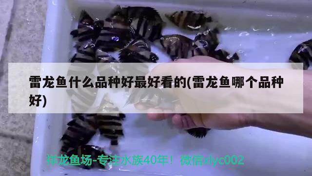 雷龍魚什么品種好最好看的(雷龍魚哪個品種好) PH調節(jié)劑