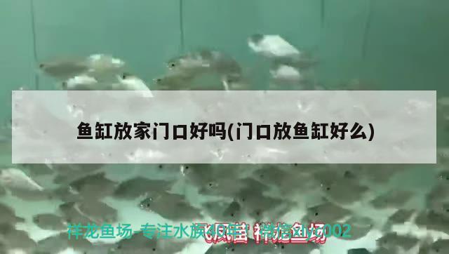 魚缸放家門口好嗎(門口放魚缸好么) 元寶鯽