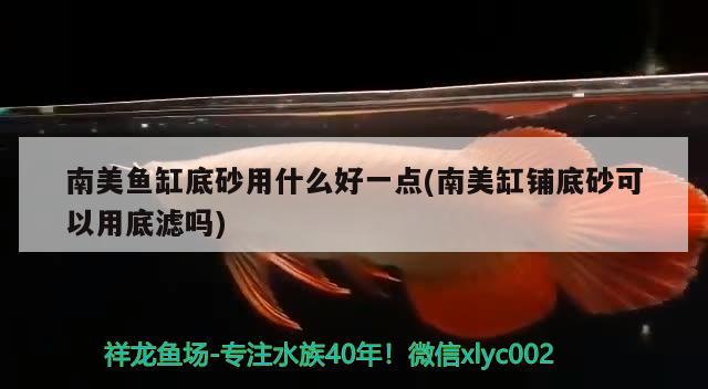 龍魚價值多少錢一只圖片：龍魚市場價多少錢一斤 廣州水族批發(fā)市場 第2張