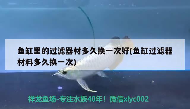 魚缸里的過濾器材多久換一次好(魚缸過濾器材料多久換一次)