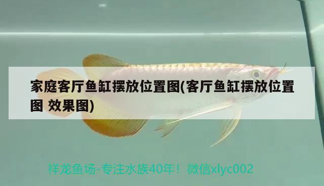 家庭客廳魚缸擺放位置圖(客廳魚缸擺放位置圖效果圖) 白子金龍魚