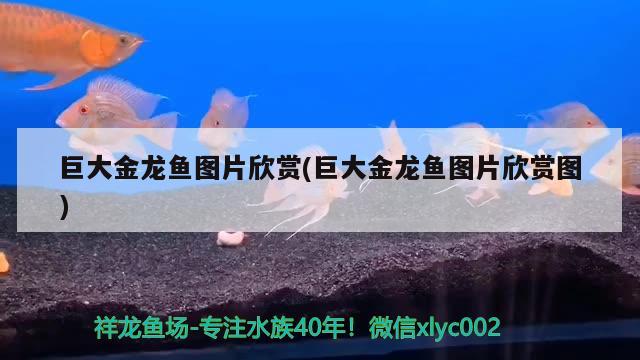 巨大金龍魚圖片欣賞(巨大金龍魚圖片欣賞圖) 白子球鯊魚