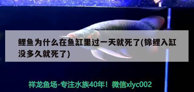 魚缸三合一過濾器圖解大全(魚缸三合一過濾器圖解大全圖片) 球鯊魚