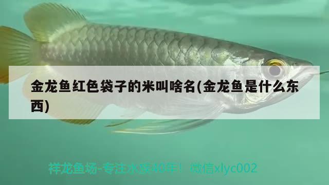 紅龍魚什么時(shí)候發(fā)色？，紅龍魚30公分不發(fā)色怎么回事紅龍魚發(fā)色怎么回事