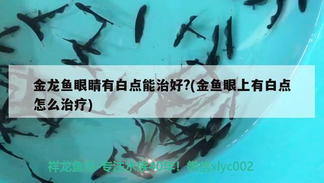 金龍魚眼睛有白點能治好?(金魚眼上有白點怎么治療) 赤荔鳳冠魚