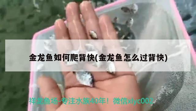 金龍魚如何爬背快(金龍魚怎么過背快) 黑水素