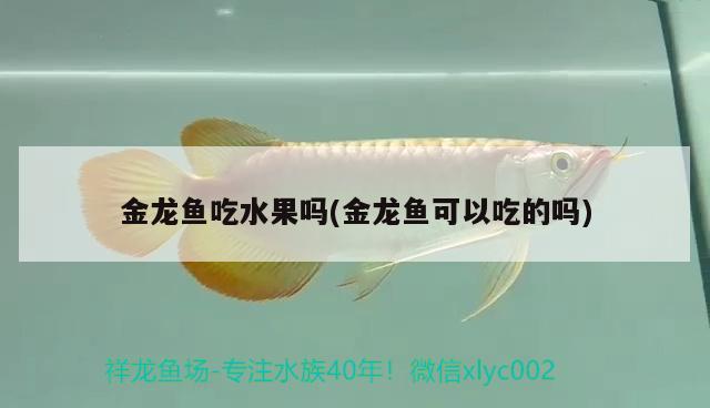 金龍魚吃水果嗎(金龍魚可以吃的嗎)