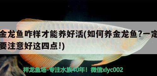 金龍魚咋樣才能養(yǎng)好活(如何養(yǎng)金龍魚?一定要注意好這四點(diǎn)!) 赤荔鳳冠魚